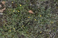 Sida fibulifera