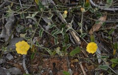 Sida fibulifera