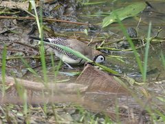 Stizoptera bichenovii