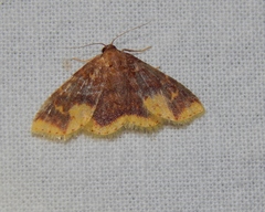 Syngatha latiflavaria