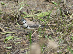 Stizoptera bichenovii