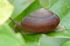 Quantula striata