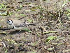 Stizoptera bichenovii