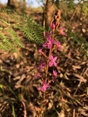 Stylidium