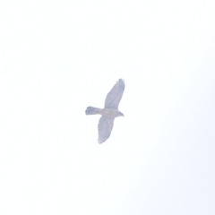 Accipiter gentilis
