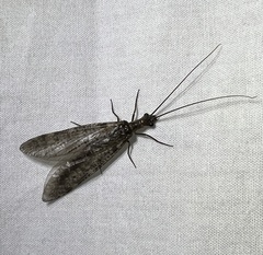 Archichauliodes diversus