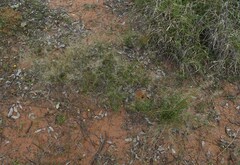 Eragrostis lacunaria