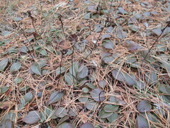 Pyrola asarifolia incarnata