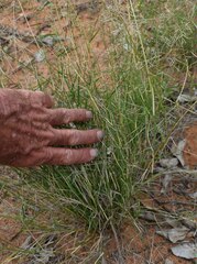 Eragrostis lacunaria
