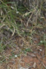 Eragrostis lacunaria