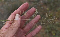 Eragrostis lacunaria