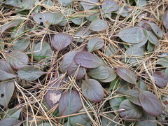 Pyrola asarifolia incarnata