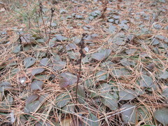 Pyrola asarifolia incarnata