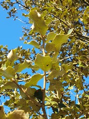 Quercus ilex