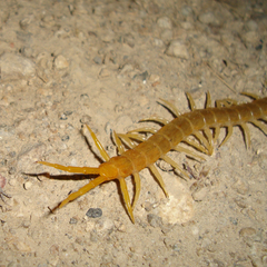 Scolopendra canidens