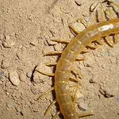 Scolopendra canidens