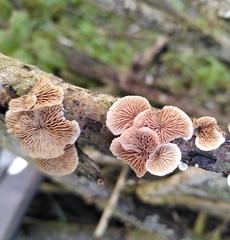 Crepidotus variabilis