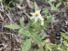 Solanum jamesii