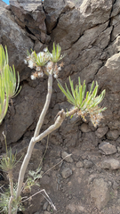 Kleinia neriifolia image