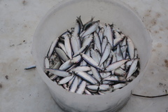 Clupeonella cultriventris