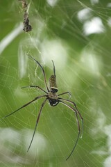 Trichonephila antipodiana