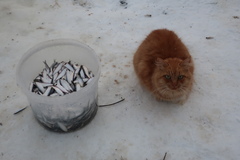 Clupeonella cultriventris