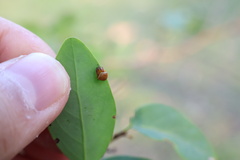 Araneus cyrtarachnoides