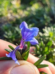Glandora diffusa