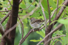 Ammodramus aurifrons