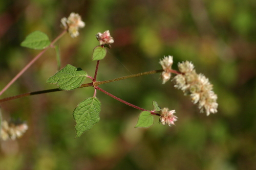 Cyathula cylindrica image