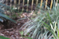 Argiope aetherea