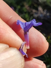 Glandora diffusa