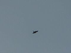 Accipiter nisus