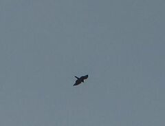 Accipiter nisus