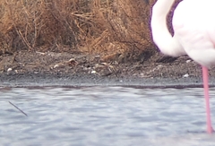 Lymnocryptes minimus