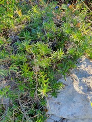 Glandora diffusa