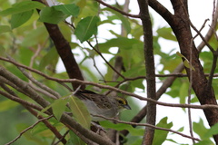 Ammodramus aurifrons