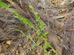 Psoralea asarina