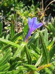 Glandora diffusa