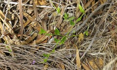 Psoralea asarina