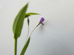 Psoralea asarina