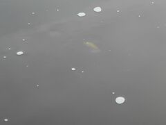 Clupeonella cultriventris