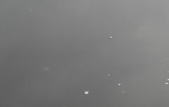 Clupeonella cultriventris