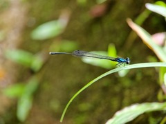 Prodasineura collaris