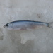 Black Sea Sprat - Photo (c) Вадим Рыбаков, some rights reserved (CC BY-NC), uploaded by Вадим Рыбаков