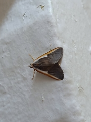 Pylartes subcostalis