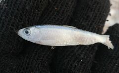 Clupeonella cultriventris