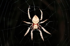 Hortophora