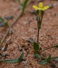 Goodenia glabra