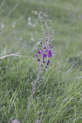 Verbascum phoeniceum